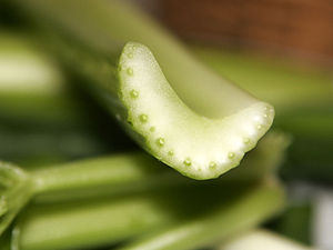 Cross section of celery stalk, showing vascula...